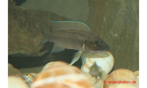 Neolamprologus longicaudatus kavalla